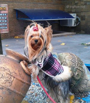 Dog Photo