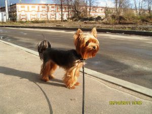 Dog Photo