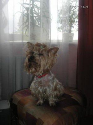 Dog Photo