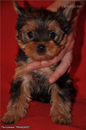 Dog Photo
