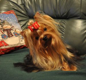 Dog Photo