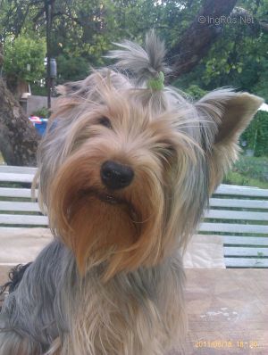 Dog Photo