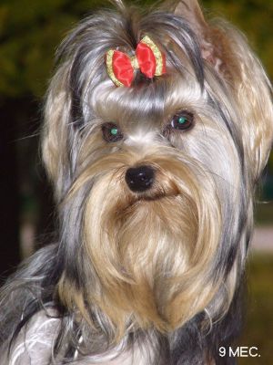 Dog Photo
