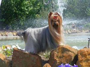 Dog Photo