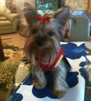 Dog Photo