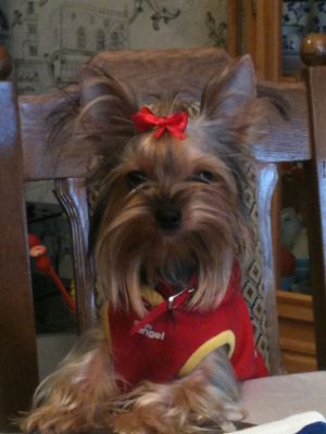 Dog Photo