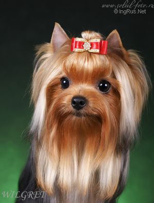 Dog Photo