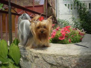 Dog Photo