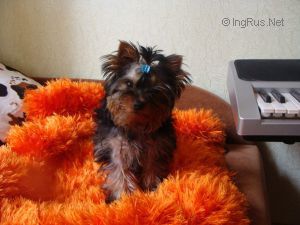 Dog Photo