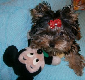 Dog Photo