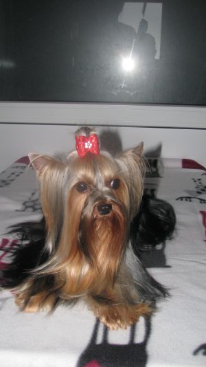 Dog Photo