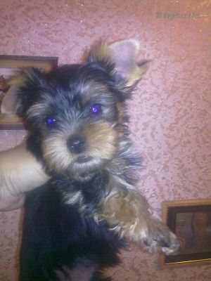 Dog Photo