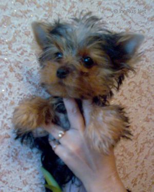 POP-PEPPY PEPITA XX-VEK