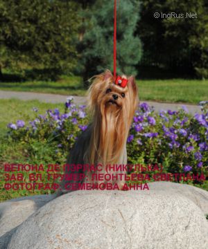 Dog Photo