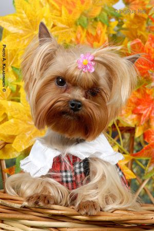 Dog Photo