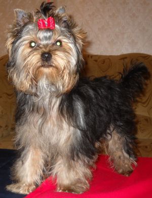 Dog Photo