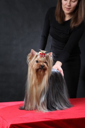 Dog Photo
