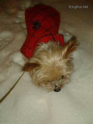 Dog Photo