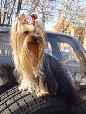 Dog Photo
