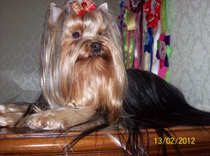 Dog Photo