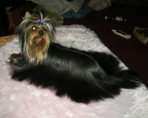 Dog Photo