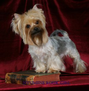 Dog Photo