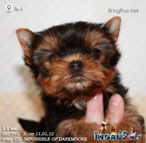 Dog Photo