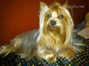 Dog Photo
