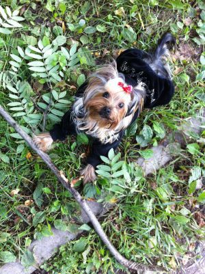 Dog Photo