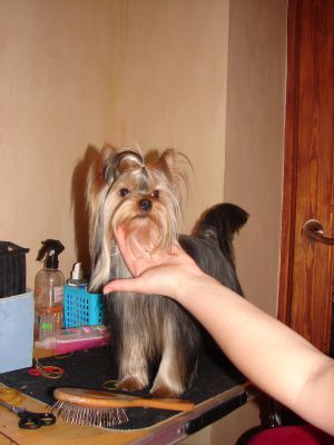Dog Photo