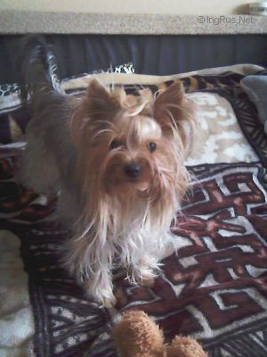 Dog Photo