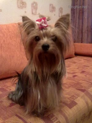 Dog Photo