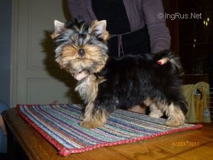 Dog Photo