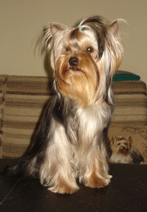 Dog Photo