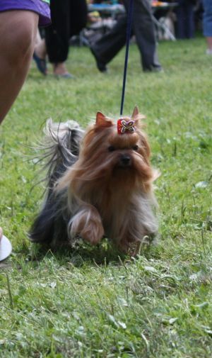 Dog Photo