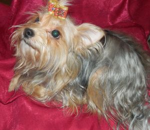 Dog Photo