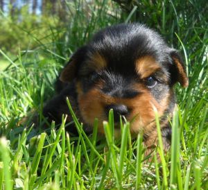 Dog Photo