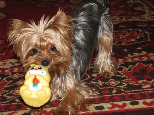 Dog Photo