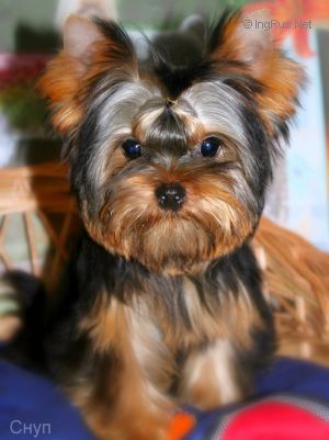 Dog Photo