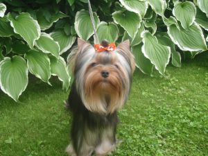 Dog Photo