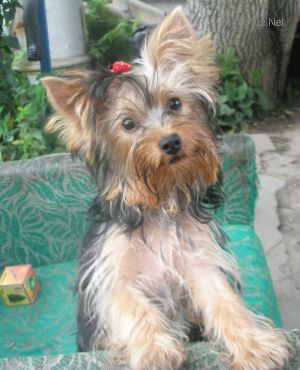 Dog Photo