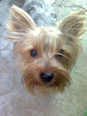 Dog Photo