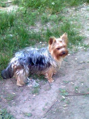 Dog Photo