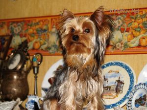 Dog Photo