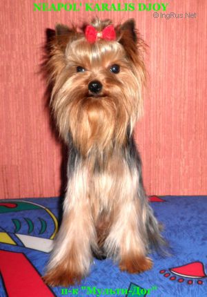 Dog Photo