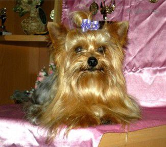 Dog Photo