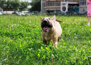 Dog Photo