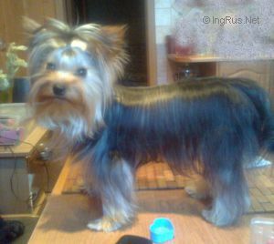 Dog Photo