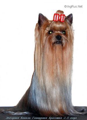 Dog Photo