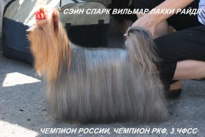 Dog Photo
